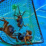 六月黄🦀的滋味😋谁懂啊⁉️