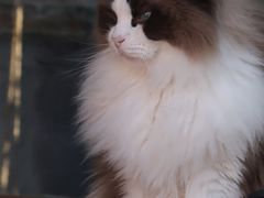 -喵屿·大理花园猫咖