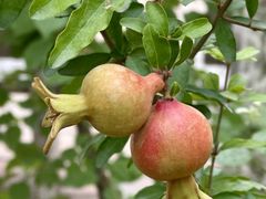 -艾提尕尔清真寺