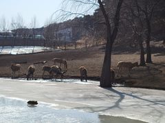 -沈阳森林动物园