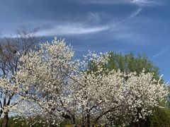 -永定河休闲森林公园