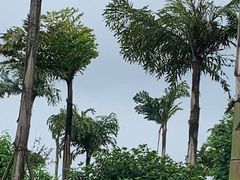 -枫香湖儿童公园