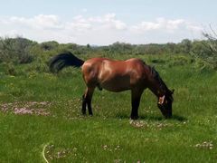 -塞罕坝国家级自然保护区