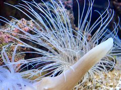 -御唐府海珊瑚主题餐厅