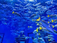 -海合安武汉极地海洋公园