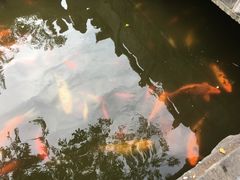 -金孔雀温泉旅游度假村