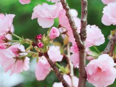 -天适樱花悠乐园