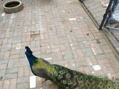 -长白岛森林公园