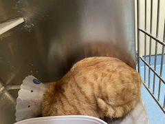 -萌兽医馆·犬猫专科·眼科中心·宠物医院(朝阳门分院)