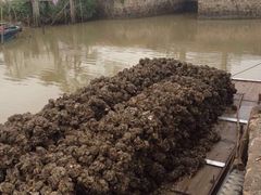 起蚝-浪琴湾尾角仔海鲜坊