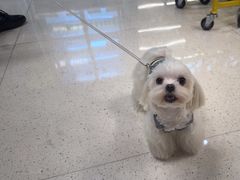 -帕帕拉兹宠物(亚洲旗舰店)