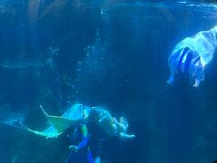 -海合安成都极地海洋公园