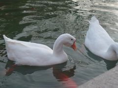 -祝家花園(伯渎港店)