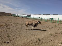 -新疆天山野生动物园