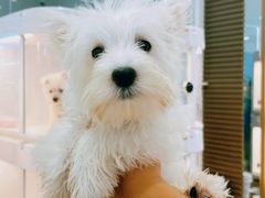 -翊宠yipet猫狗购宠庄园犬舍•猫舍