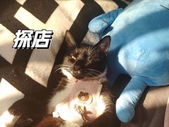 -上海东方佘山翰悦阁酒店·Vie全日制餐厅