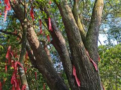 -广州白江湖森林公园