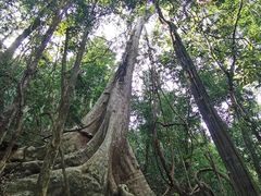 -中国科学院西双版纳热带植物园