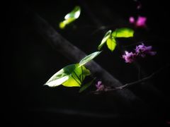 -望海·帆船主题咖啡厅•品茗下午茶(石湖景区店)