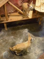 -Zoolung Zoolung动物主题公园(海信广场店)