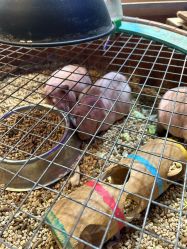 -酷嗒动物文化乐园(cutezoo西溪乐天城店)