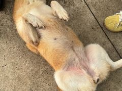 -柴犬高等学院·狗咖·柴犬售卖·宠物训练