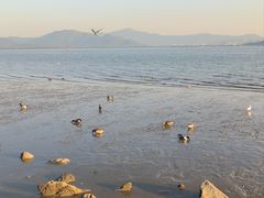 -深圳湾公园(南山区)