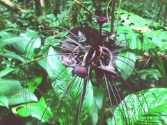 -莫里热带雨林景区