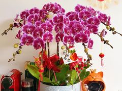 -龙大花卉苗木市场