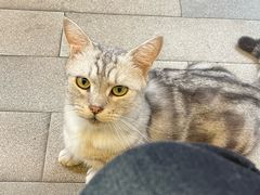 -李小姐の猫咖啡馆(五角场店)