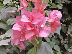 -呀路古热带植物园