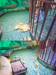 -酷嗒动物文化乐园(cutezoo西溪乐天城店)