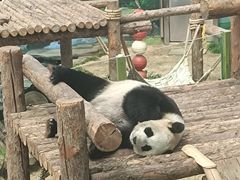 -大连森林动物园