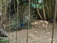 -深圳野生动物园