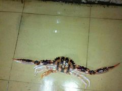 大红蟹，一只3斤6两，食到今年你实有运行-浪琴湾尾角仔海鲜坊