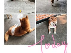 -柴犬高等学院·狗咖·柴犬售卖·宠物训练