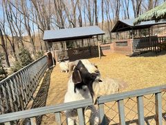 -沈阳森林动物园