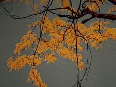 -蓉府金足印象(望江店)