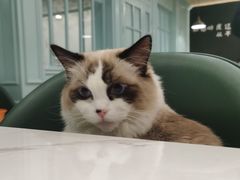 -安格丽娜·狗咖·猫咖羊驼咖(春熙路百盛商场店)