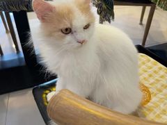 -平行世界·猫咖(首经贸店)