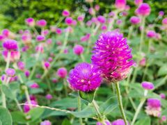 -广西壮族自治区药用植物园