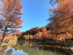 -小芝红树林