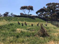 -威勒比开放式动物园