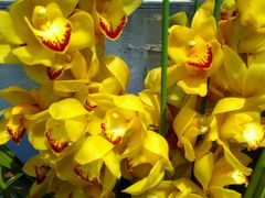 android_upload_pic-沈阳植物园