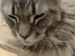 -楼上猫咖(罗湖店)