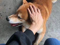 -柴犬高等学院·狗咖·柴犬售卖·宠物训练