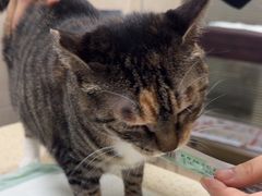 -动物缘宠物医院·骨科·猫科(西二环店)