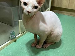 -藦茜花园宠物主题亲子互动体验馆(国顺东路店)