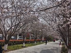 -高东镇樱花园
