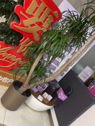 -紫洁俪方（北京）医疗美容